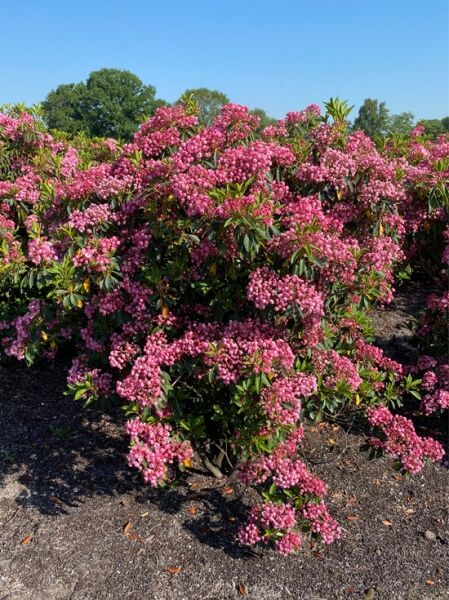 Kalmia latifolia 'Pink Surprise' / Lorbeerrose 'Pink Surprise', Solitärstrauch mit vielen rosa Blütenknospen, 140–160 cm Höhe/Breite