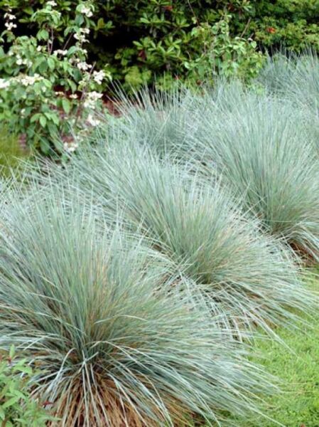 Blaustrahlhafer / Blaustrahl-Wiesenhafer / Helictotrichon sempervirens