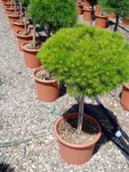 Pinus nigra 'Pierrick Brégeon' / Kugelkiefer