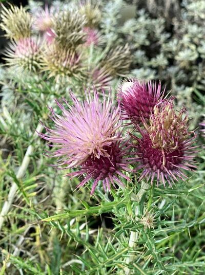 Elfenbeindistel / Cirsium echinocephalum