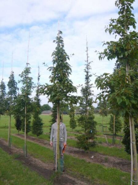 Acer rufinerve (Rostbart-Ahorn) Hochstamm 14-16 StU mit Drahtballierung, Baum mit aufrechtem Wuchs und Laubkrone in Baumschule