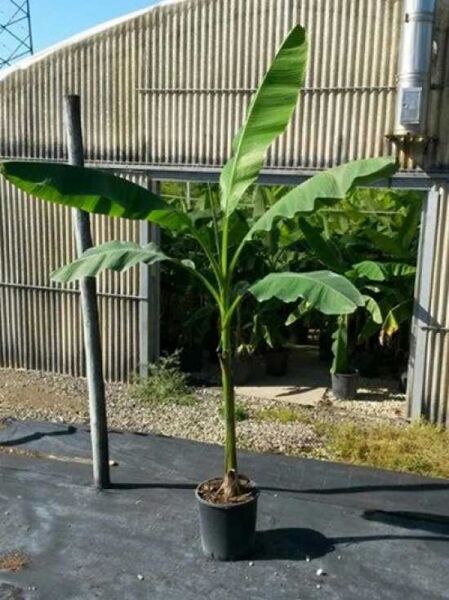 Musa basjoo (winterharte Banane/Japanische Faserbanane) 100-125 cm C25 im Topf mit großen grünen Blättern