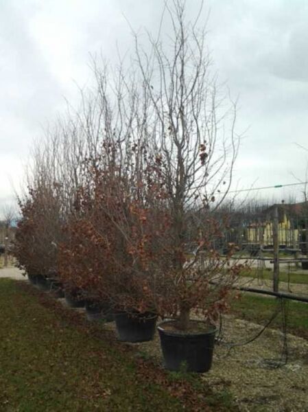 Eisenholzbaum / Parrotie / Parrotia persica