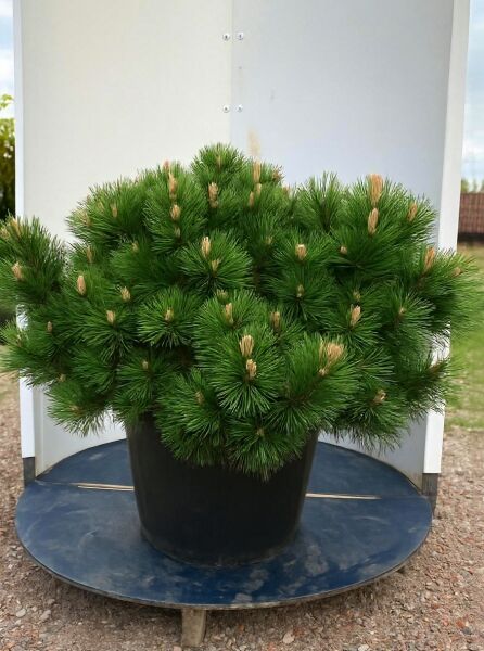Pinus nigra 'Nana' / Zwerg-Schwarzkiefer 90-100 cm (breit) C80, kompakter Nadelstrauch im schwarzen Pflanztopf.