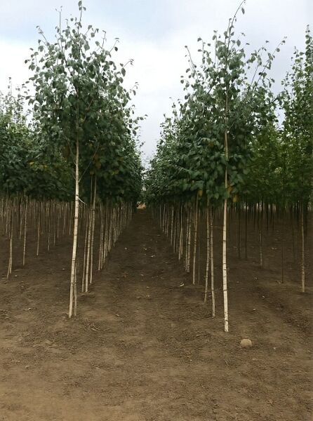 Weißrindige Himalaja-Birke (Betula utilis jacquemontii) Hochstamm 12-14 StU mit Drahtballen, Baumreihe in Baumschule.