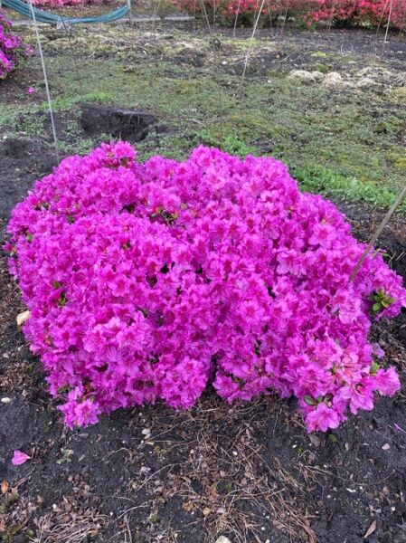 Japanische Azalee 'Königstein' (Rhododendron obtusum) Solitär, 70–80 cm Breite, dicht verzweigter Strauch mit pinken Blüten