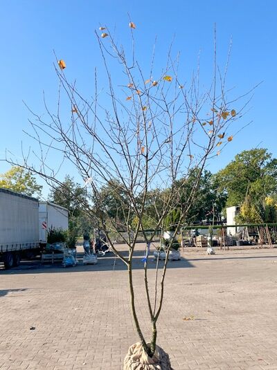 Kupfer-Felsenbirne 200 - 250 cm Schirmform / Amelanchier lamarckii (1577346)