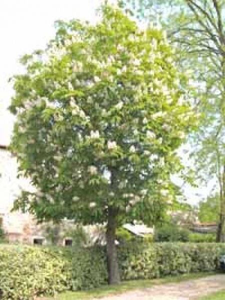 Gelbe Pavie / Gelbe Rosskastanie 'Vestita' / Aesculus flava 'Vestita'