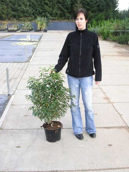 Portugiesischer Kirschlorbeer / Portugiesischer Kirschlorbeer