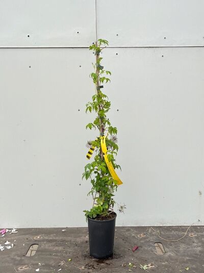 Clematis macropetala 'Markham's Pink' / Akelei-Waldrebe 'Markham's Pink' 60-100 cm C2 im Topf am Stab, mit Knospen und Blüten