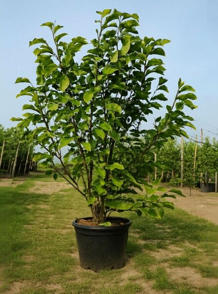 Magnolia soulangiana / Tulpen-Magnolie 175-200 cm C50 im Pflanzcontainer mit mehreren Trieben und grünem Laub.