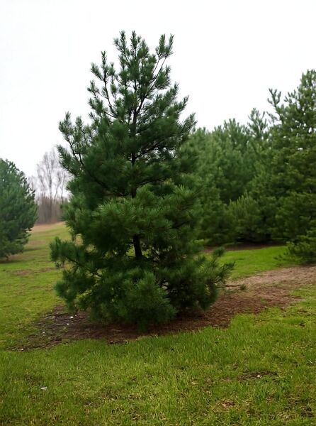 Pinus sylvestris (Gewöhnliche Kiefer) 350-400 cm, mehrstämmiger Nadelbaum mit dichtem, grünem Nadelkleid im Freiland.