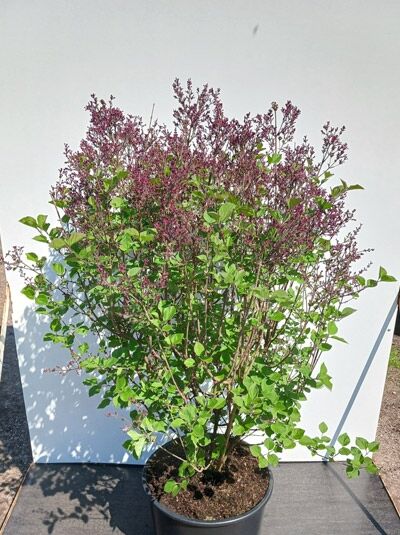 Chinesischer Flieder 'Dark Purple' - Syringa chinensis 'Dark Purple'