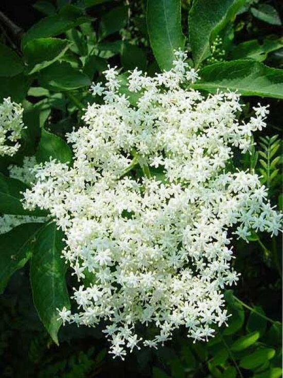 Schwarzer Holunder / Sambucus Nigra Kaufen