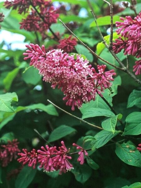 Kanadischer Flieder 'Redwine' / Syringa prestoniae 'Redwine'