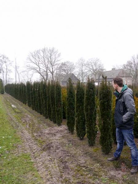 Taxus baccata 'Fastigiata Robusta' / Schmale Säulen-Eibe 150-175 cm m. B., schmale säulenförmige Eiben in Baumschulreihe