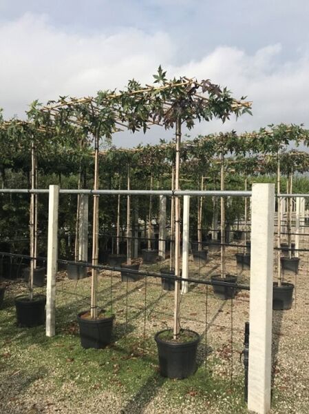 Liquidambar styraciflua 'Worplesdon' – Amberbaum 'Worplesdon' in Dachform/Dachspalier im Container, erzogenes Kronendach am Stamm