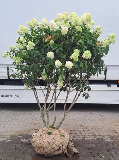 Rispen-Hortensie &#039;Polar Bear ®&#039; &#039;Schirmform&#039; 140-160 cm / Hydrangea paniculata &#039;Polar Bear ®&#039; (1567255)