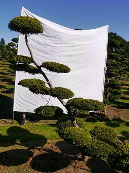 Garten-Bonsai (0148) / Taxus baccata 'Semperaurea' H: 220 cm B: 170 cm