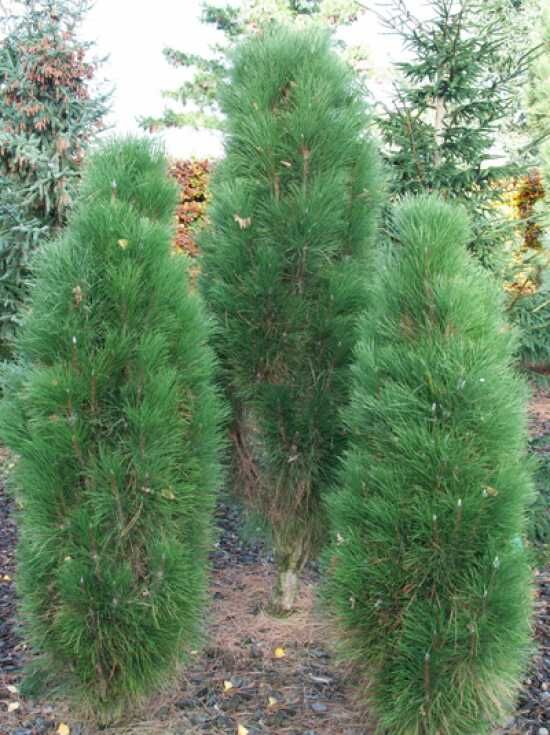Pinus Nigra Green Rocket () Pinus Nigra Green Rocket