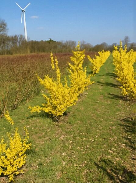 Forsythie 'Lynwood' (Forsythia intermedia 'Lynwood'), 125–150 cm m. B., gelb blühende Sträucher in Reihe im Feldanbau.