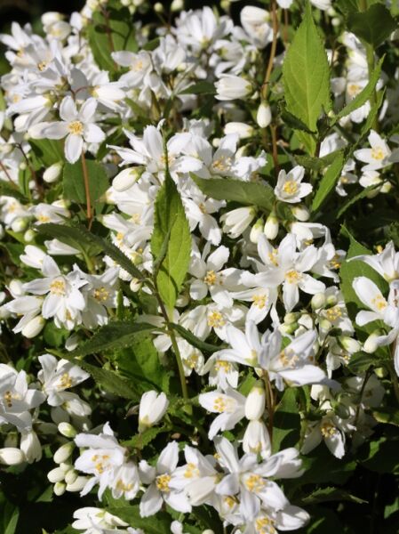 Deutzie / Maiblumenstrauch Proven Winners ® 'Yuki Snowflake' ® / Deutzie / Maiblumenstrauch Proven Winners ® 'Yuki Snowflake' ®