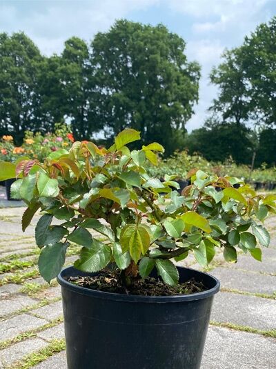 Rosa 'Marie Curie ®' / Rose 'Marie Curie' A-Qualität C5 im Pflanztopf mit grünem Laub und jungen Trieben