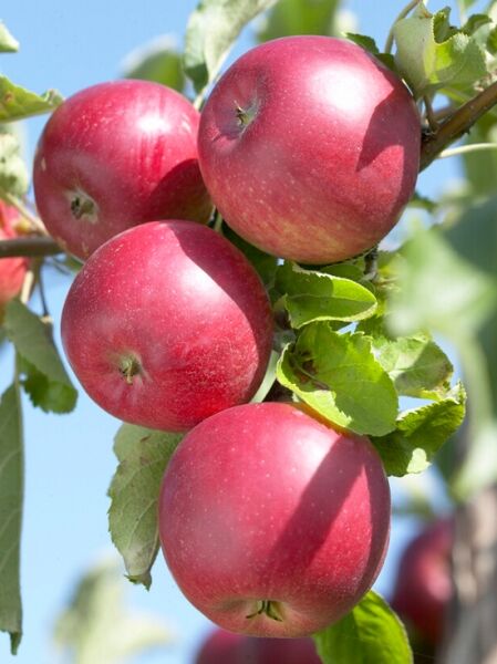 Apfel 'Roter Jonathan' / Malus domestica 'Roter Jonathan'