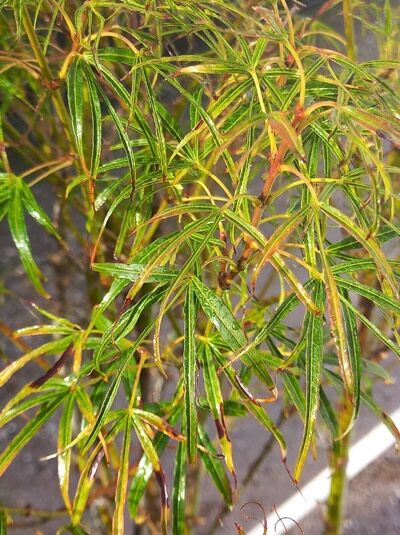 Fcherahorn 'Koto-no-ito' - Acer palmatum 'Koto-no-ito' - Baumschule  NewGarden
