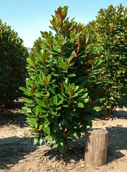 Magnolia grandiflora 'Galissonière' / Großblütige Magnolie 'Galissonière', immergrüner Strauch 200–250 cm, C90, mit glänzendem Laub.