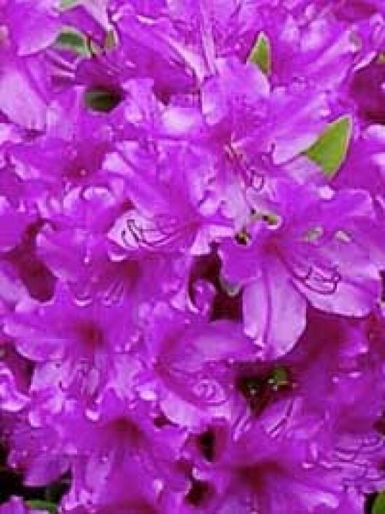 rhododendron stenopetalum 'linearifolium' Rhododendron stenopetalum 3gal Spider Azalea
