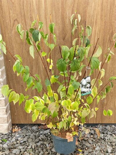 Europäischer Pfeifenstrauch / Philadelphus coronarius