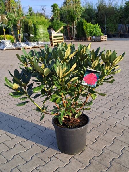 Rhododendron Hybride 'Nova Zembla' / Rhododendron 'Nova Zembla' 60-80 cm C20, immergrüner Strauch im Topf mit Knospen