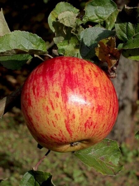 Malus domestica 'Jacob Lebel' / Apfel 'Jacob Lebel' mit rot-gelb gestreifter Frucht am Zweig, umgeben von grünen Blättern.