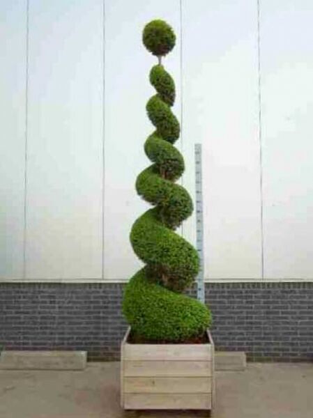 Taxus baccata 'Spirale' 225-250 cm (2) Solitär / heimische Eibe 'Spirale'