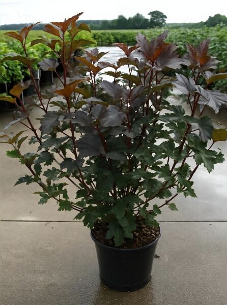 Physocarpus opulifolius 'Diabolo®' / Dunkelrote Blasenspiere 'Diabolo®' 100-125 cm C15, Strauch im Topf mit dunkelrotem Laub