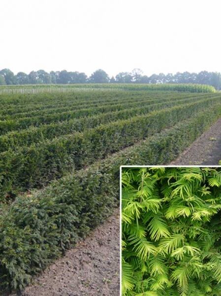 Eibe / Heimische Eibe / Fertighecke / Heckenelement 80 cm / Taxus baccata 