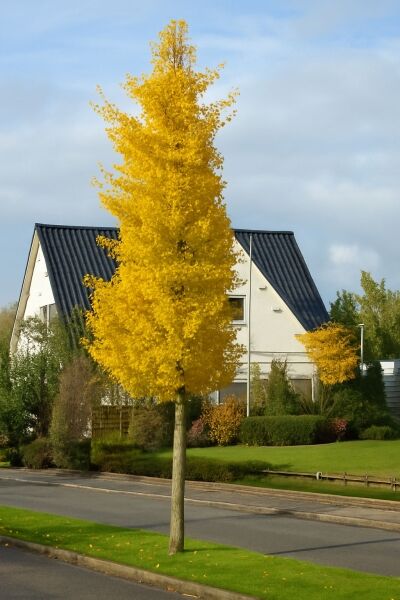 Säulen-Fächerblattbaum 'Princeton Sentry' / Säulen-Fächerblattbaum 'Princeton Sentry'