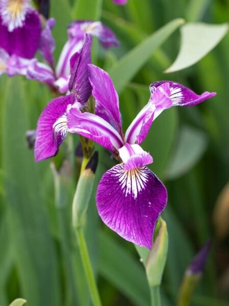 Amerikanische Sumpf Schwertlilie 'Tina' / Iris versicolor 'Tina'