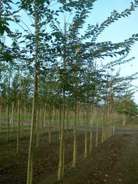 Prunus 'Accolade' – Frühe Zierkirsche 'Accolade' als Hochstamm, Jungbaum mit aufrechtem Stamm und belaubter Krone.