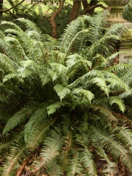 Schwertfarn / Polystichum munitum