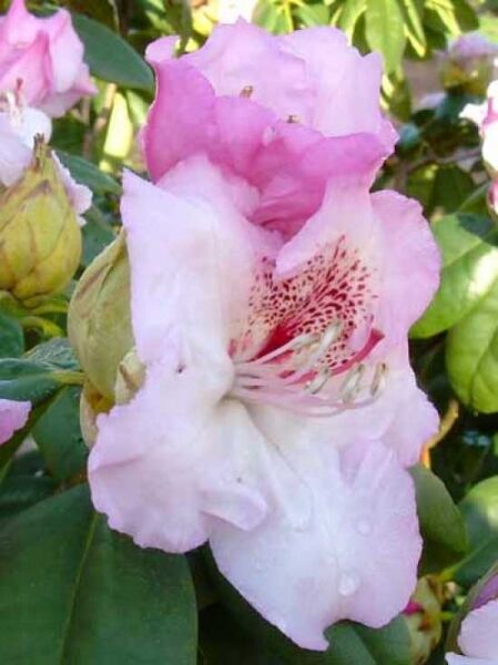 Rhododendron 'INKARHO Simona' / Rhododendron Hybride 'INKARHO Simona'