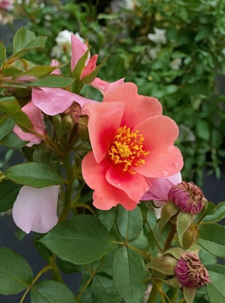 Rosa 'Orienta Shila'® / Strauchrose 'Orienta Shila'® mit apricotfarbener, halbgefüllter Blüte, Knospen und grünem Laub