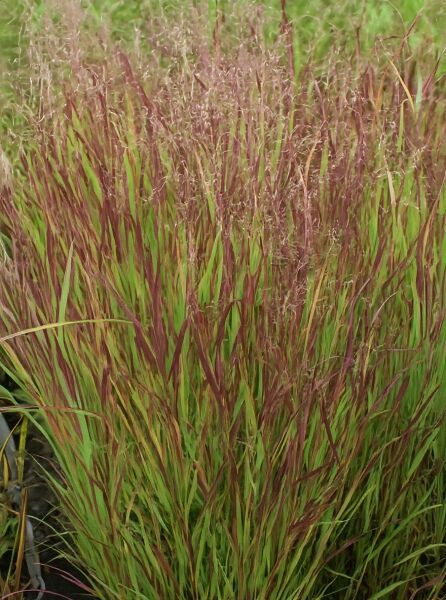 Panicum virgatum 'Külsenmoor', Garten-Ruten-Hirse 'Külsenmoor' mit schmalen grünen Blättern, rötlichen Halmen und lockeren Rispen
