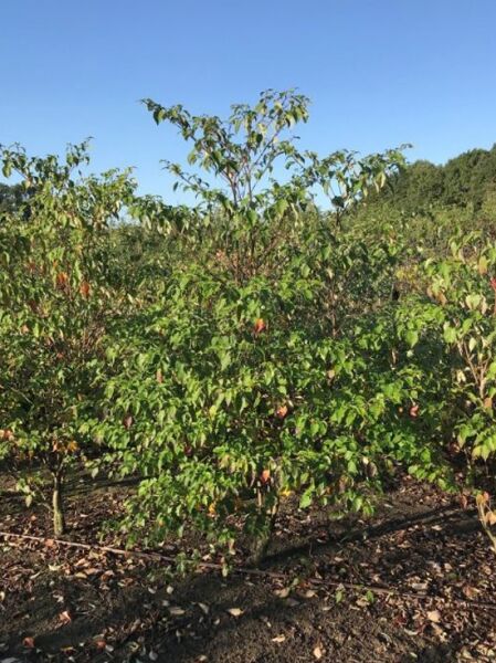 Wechselblättriger Hartriegel (Cornus alternifolia) 200–250 cm, mehrstämmiger Strauch mit grünem Laub, teils rötlich gefärbt