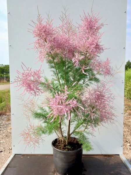 Tamarix ramosissima 'Pink Cascade' / Heide-Tamariske 'Pink Cascade', 125-150 cm, C20, im Topf mit rosa Blütenrispen und feinem Laub
