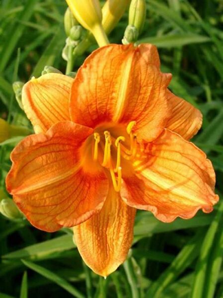 Taglilie „Mandarine“ (Hemerocallis cultorum 'Mandarine') mit orangefarbener Blüte und gelben Staubgefäßen, Nahaufnahme
