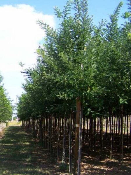 Schnurbaum 'Regent' / Sophora japonica 'Regent'