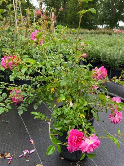 Rosa „Super Dorothy“ / Kletterrose „Super Dorothy“ C5 im Topf mit pinken Blüten, Knospen und grünem Laub