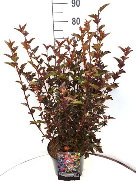 Rotbraune Blasenspiere 'Red Baron' / Physocarpus opulifolius 'Red Baron'